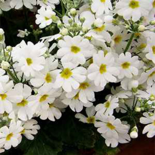 Fairy Primrose White Pure Petal Flower Seeds