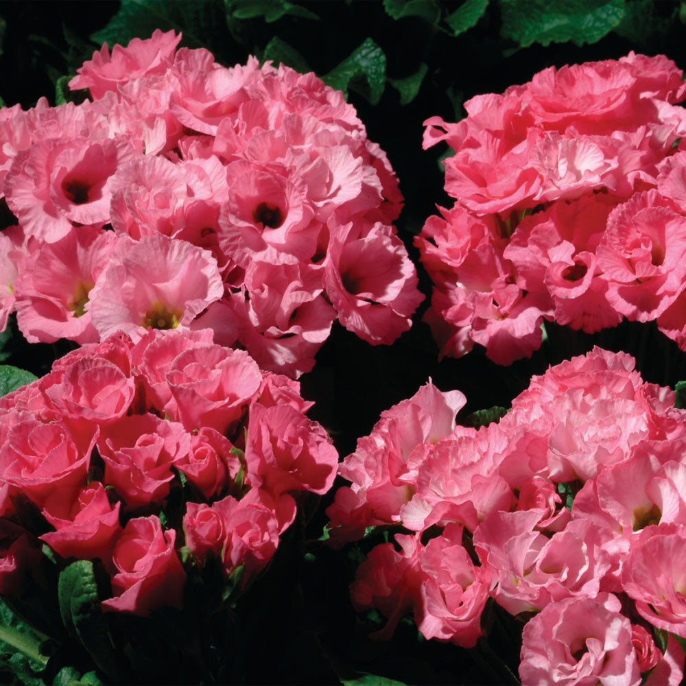 Common Primrose Pink Shades Primlet Pastel Bloom Flower Seeds