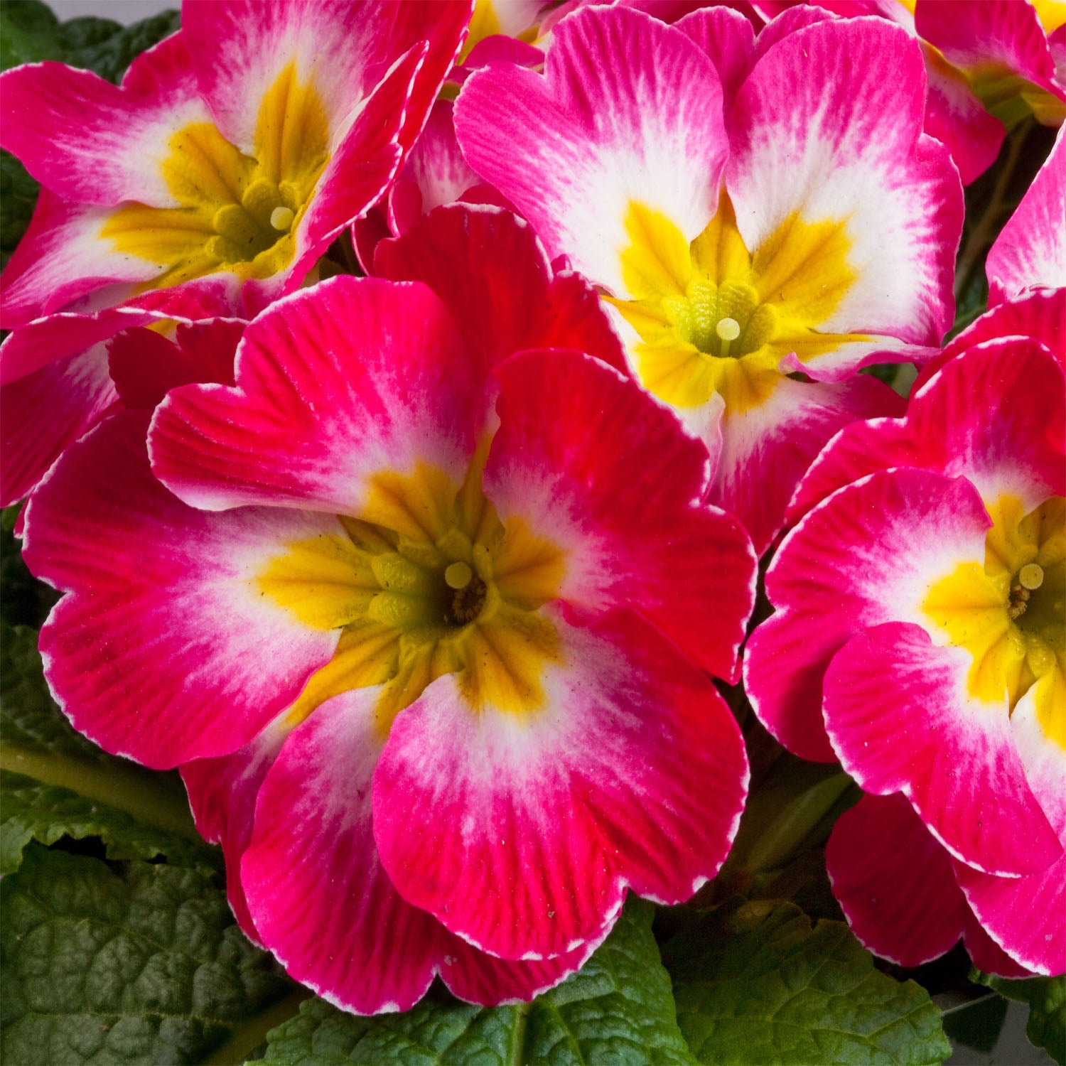 Common Primrose Rose Delicate Pink Flower Seeds