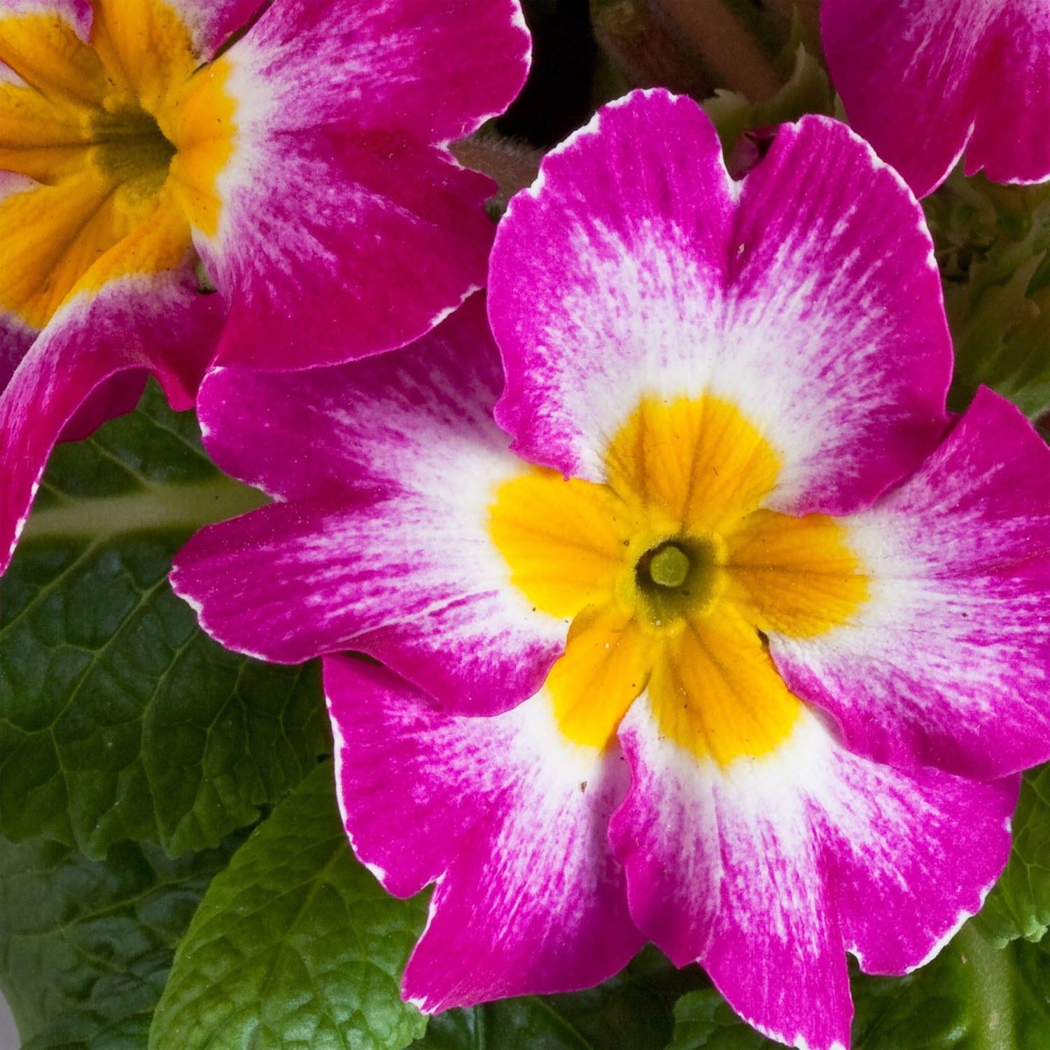 Common Primrose Wine Deep Red Bloom Flower Seeds