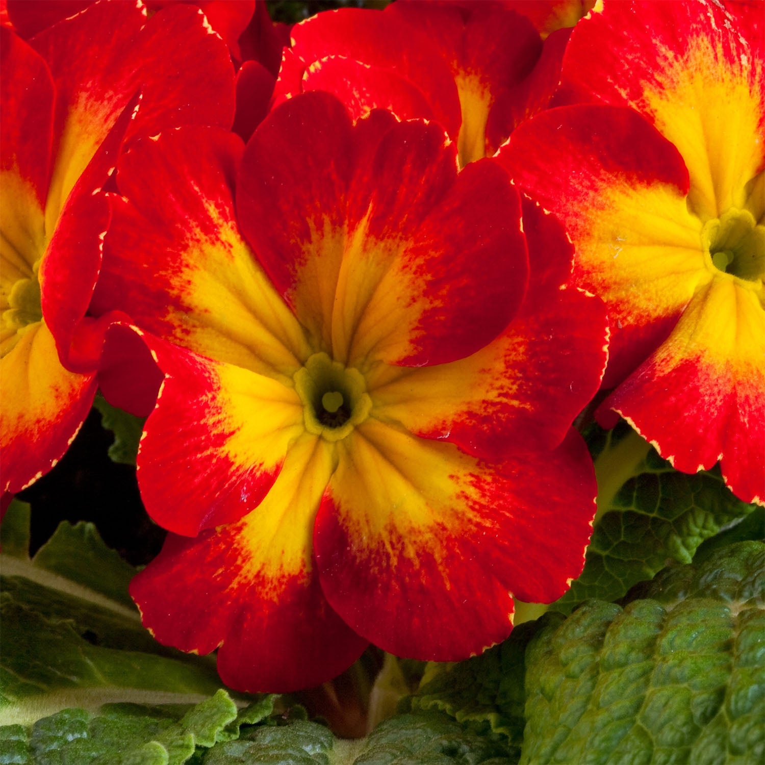 Common Primrose Yellow Red Two-Tone Petal Flower Seeds