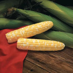 Primus Triplesweet corn seeds for organic gardening with high germination