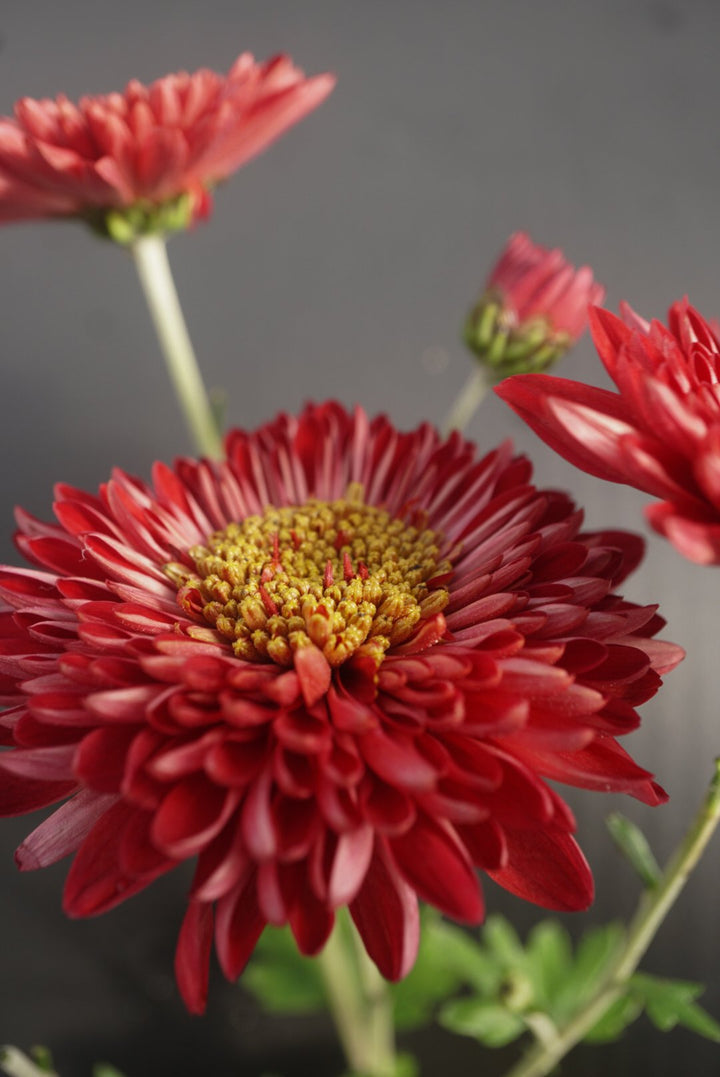 Heirloom Non-GMO Red Chrysanthemum Flower Seeds for Planting – Bold Autumn Garden Blooms