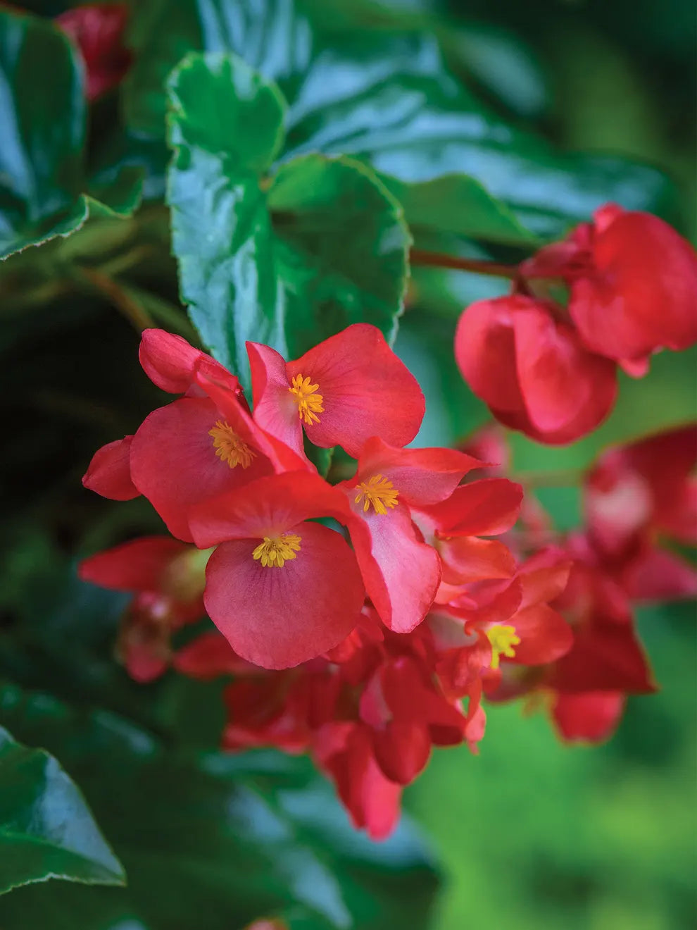 Explorer Rose on Green Begonia Seeds