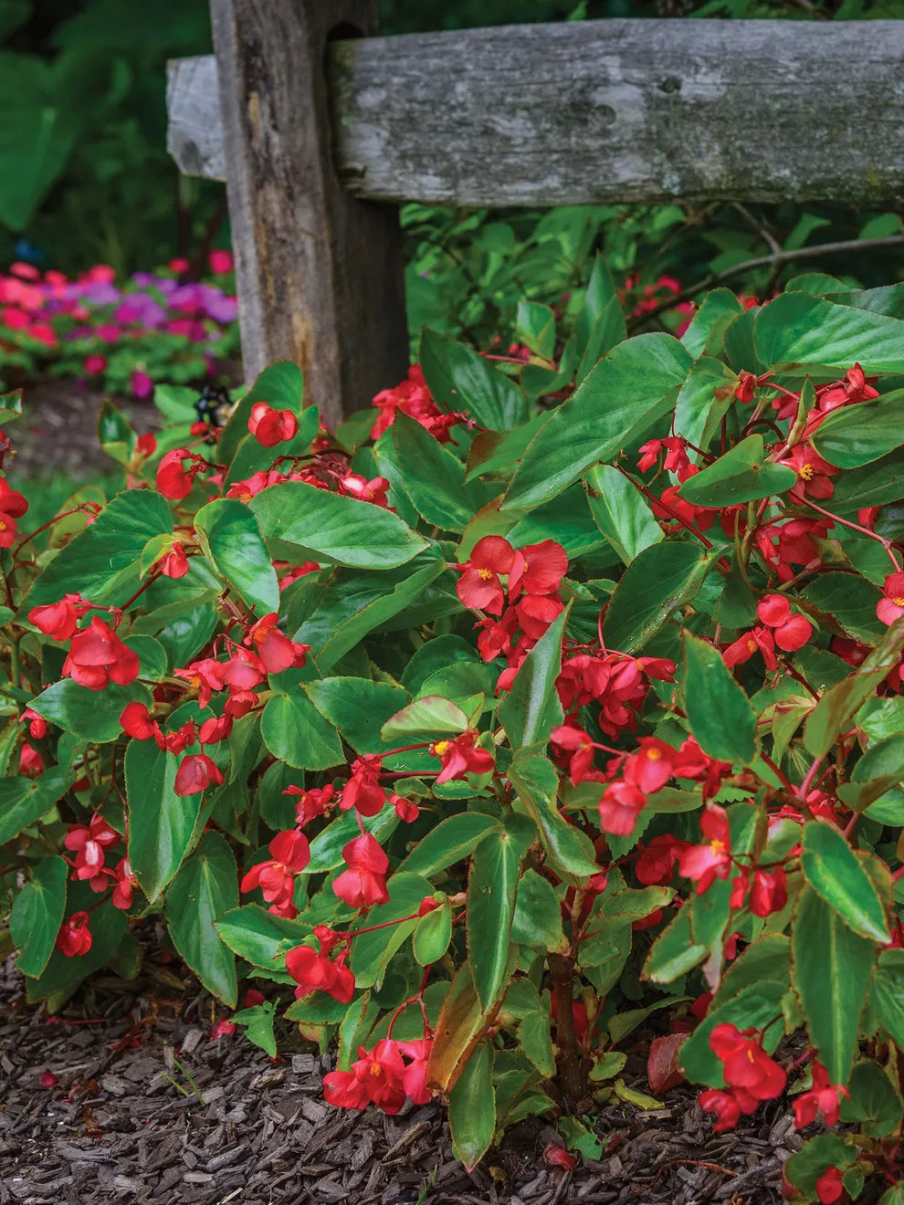 Explorer Rose on Green Begonia Seeds