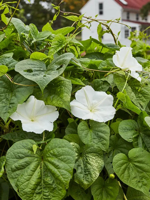 Moonflower Seeds