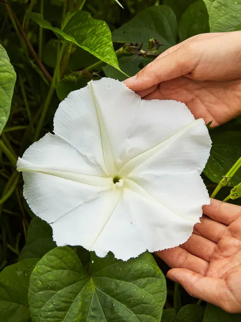 Moonflower Seeds