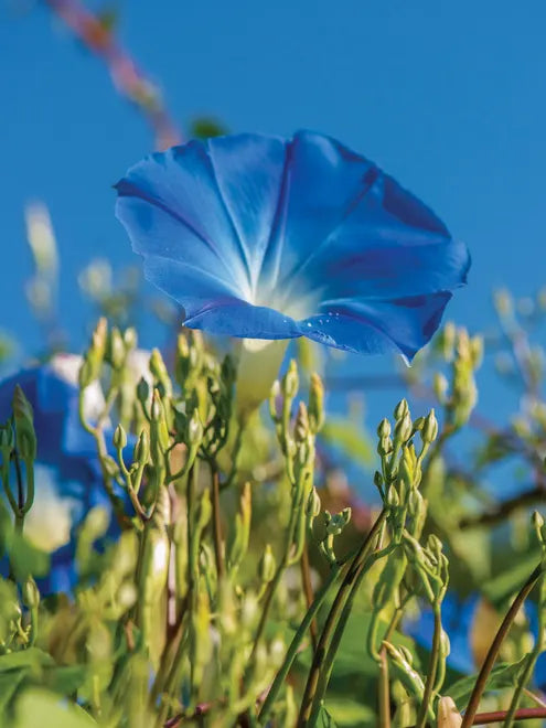 Morning Glory Clarke's Heavenly Blue