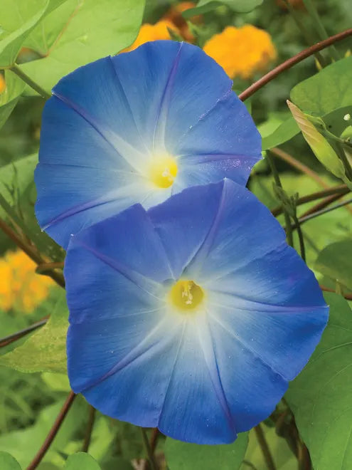 Morning Glory Clarke's Heavenly Blue