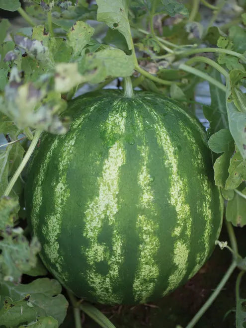 Watermelon Seeds - Crimson Sweet