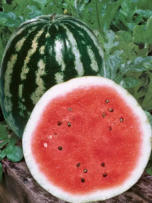 Watermelon Seeds - Crimson Sweet