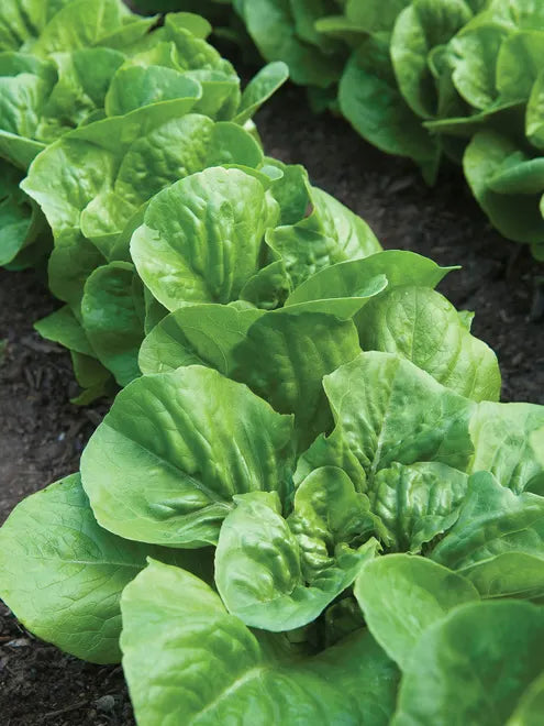 Lettuce Seeds (Organic) - Romaine Little Caesar