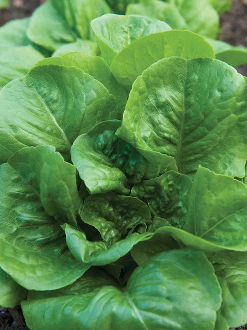 Lettuce Seeds (Organic) - Romaine Little Caesar