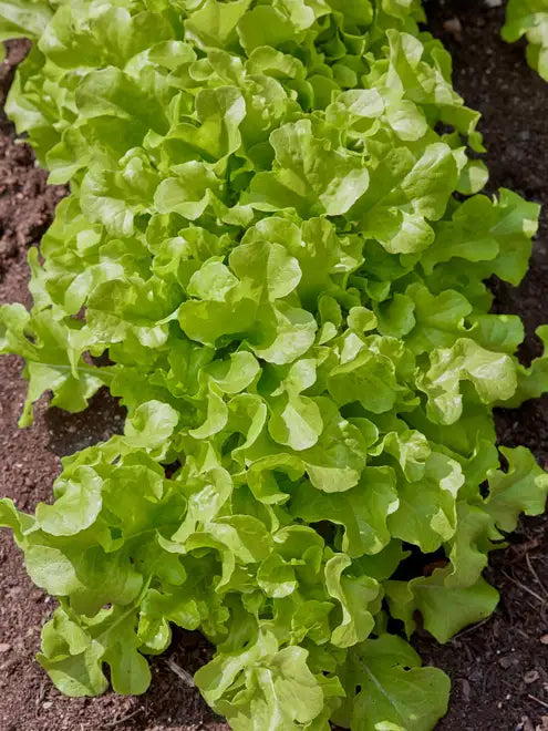 Lettuce Seeds (Organic) - Salad Bowl Green