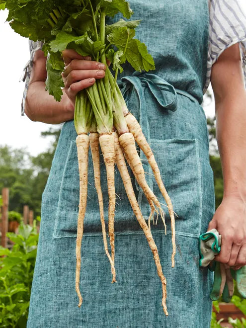 Parsnip Seeds - Hollow Crown