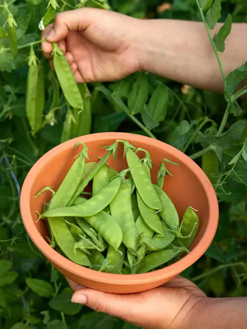 Pea Seeds (Organic) - Oregon Sugar Pod II