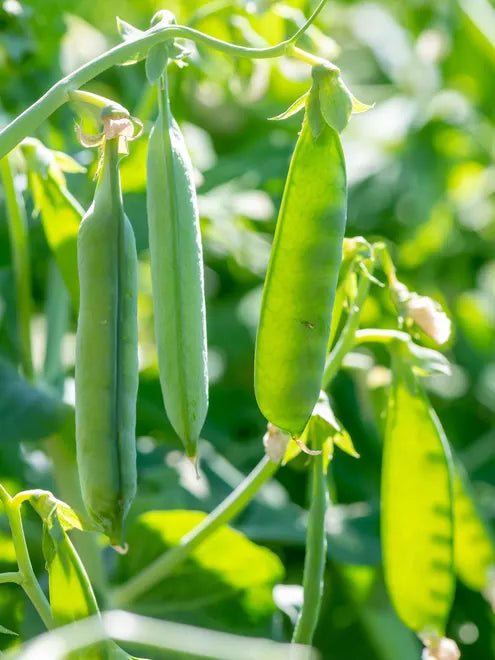 Pea Seeds - Sugar Ann (Snap Pea)