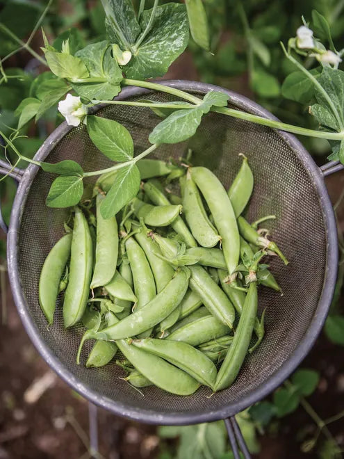 Pea Seeds - Sugar Ann (Snap Pea)