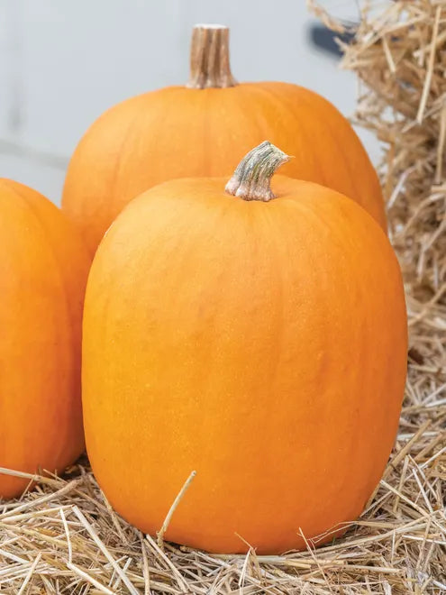 Pumpkin Seeds (Organic) - Jack OLantern