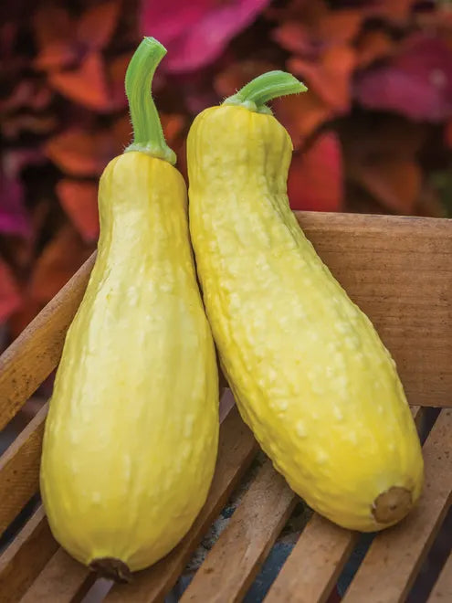 Squash Seeds (Organic) - Early Prolific Straightneck