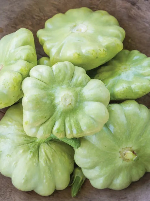 Squash (Summer) Seeds - Scallop