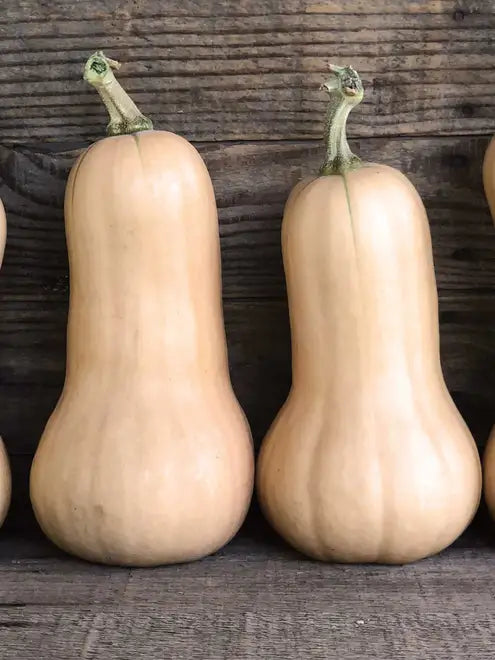 Squash (Winter) Seeds - Waltham Butternut