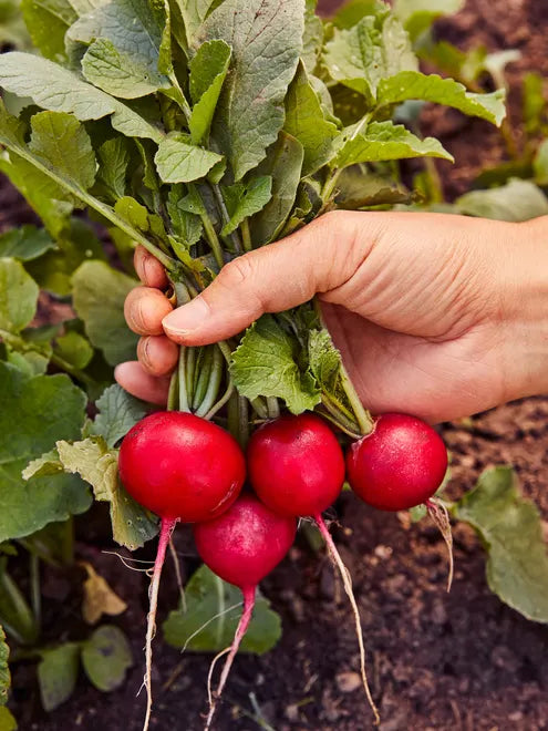 Radish Seeds - German Giant