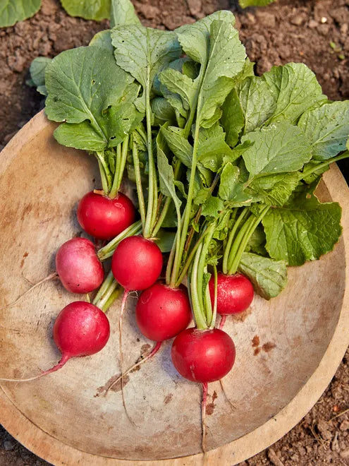 Radish Seeds - German Giant