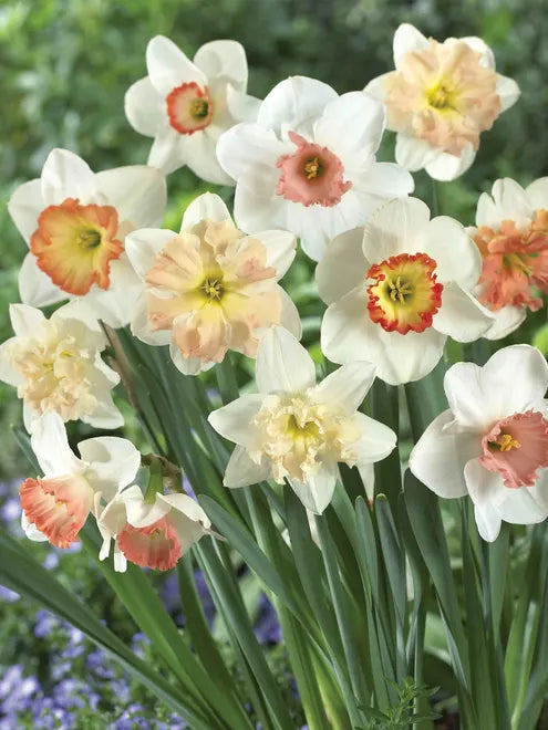 Narcissus Pink Blend Daffodil Seeds