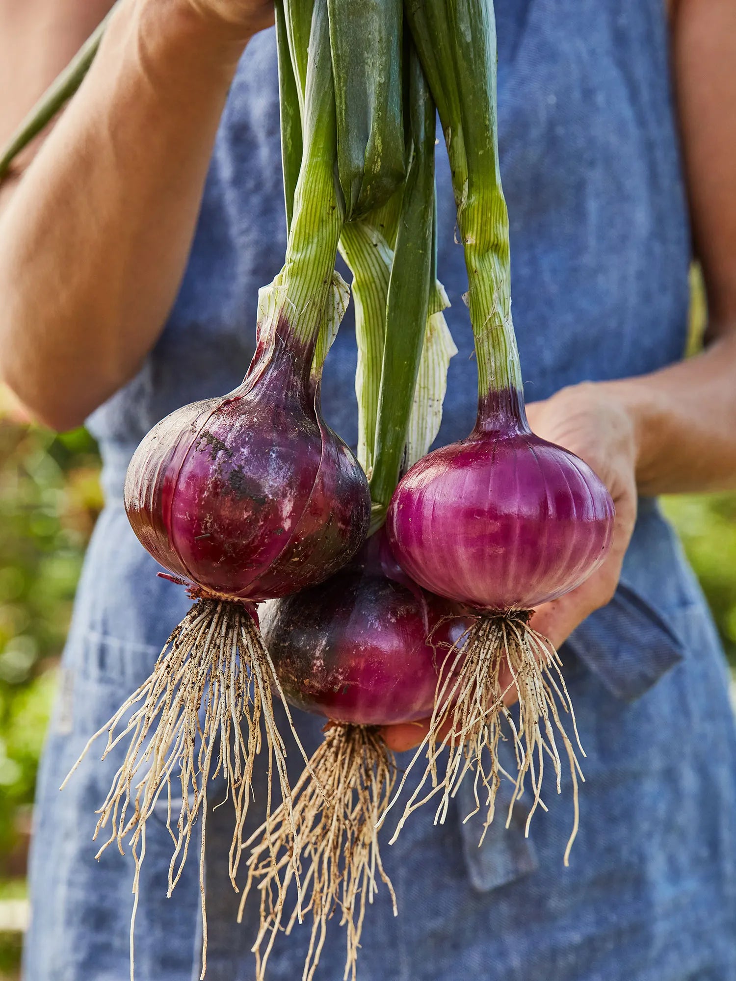 Red Candy Apple Hybrid Onion Sets