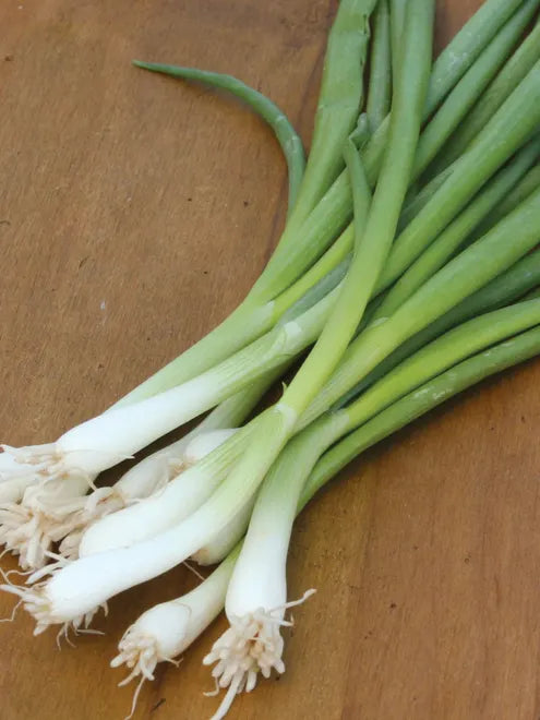 Onion Seeds (Bunching) - Tokyo Long White