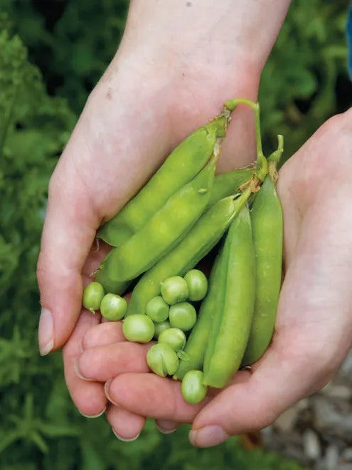 Pea Seeds - Lincoln