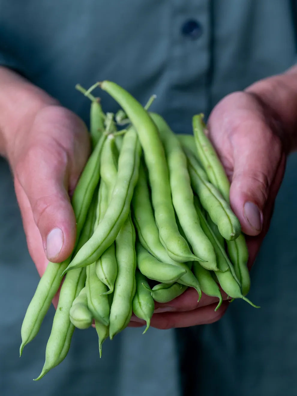 Bean Seeds (Organic - Bush) - Provider