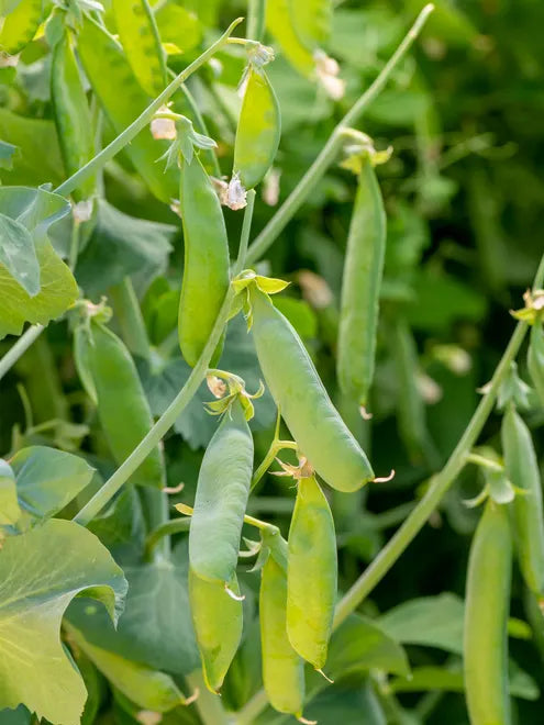 Pea Seeds (Organic) - Sugar Daddy