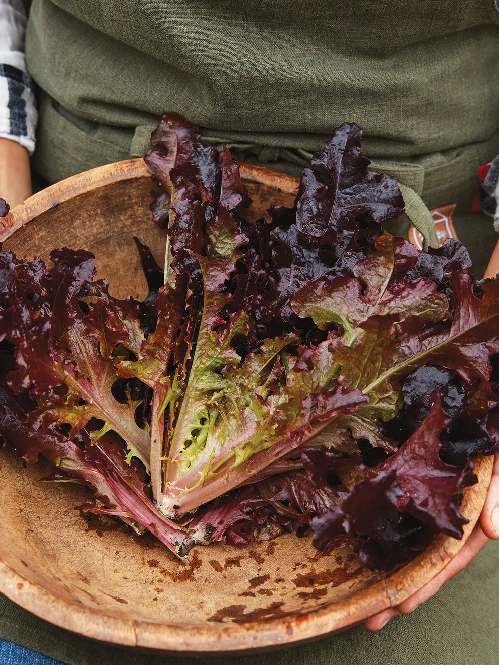 Lettuce Seeds - Salad Bowl - Red