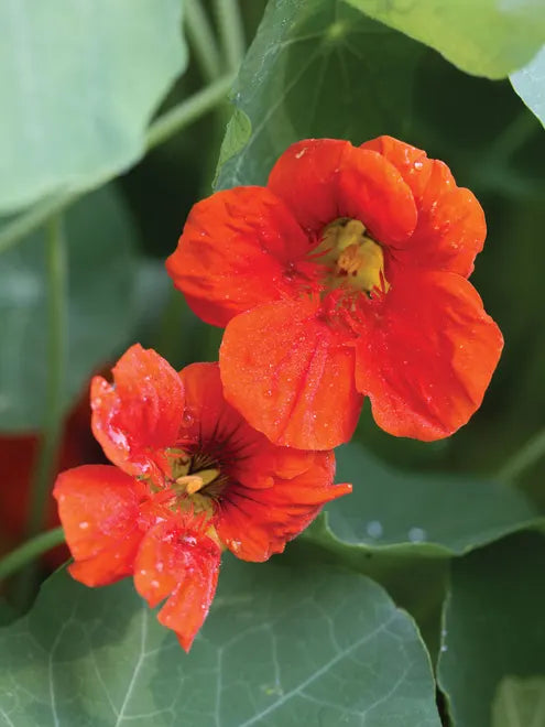 Nasturtium Phoenix Seeds