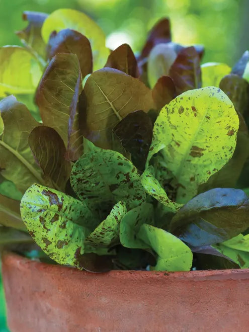 Lettuce Seeds - Tricolor Romaine Mix