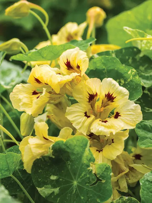 Nasturtium Ladybird Cream Purple Spot Seeds