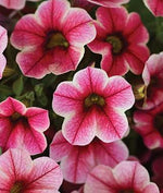 flowers high quality flower seeds for growing vibrant and colorful blooms in home gardens and landscapes organic flowers premium organic flower seeds for sustainable gardening and beautiful blossoms suitable for all climates