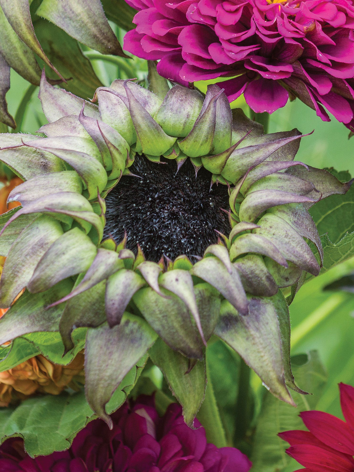 Purple Sunflower Seeds