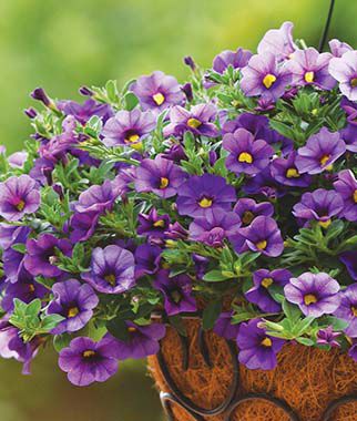 flowers high quality flower seeds for growing vibrant and colorful blooms in home gardens and landscapes organic flowers premium organic flower seeds for sustainable gardening and beautiful blossoms suitable for all climates