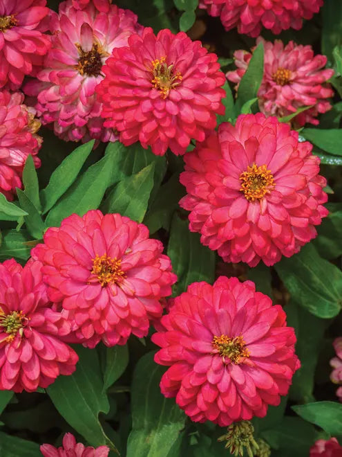 Zinnia Seeds - Double Zahara Salmon