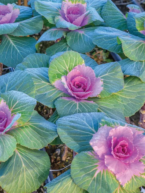 Crane Pink Ornamental Kale Seed