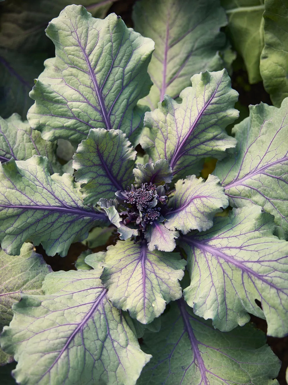 Purplelicious Sprouting Broccoli Seeds