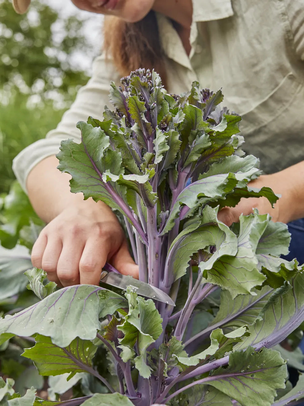 Purplelicious Sprouting Broccoli Seeds