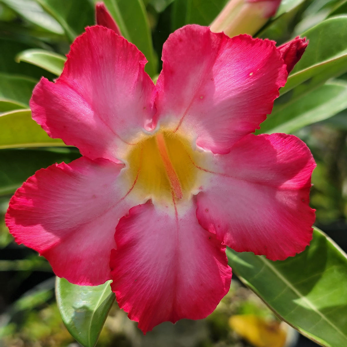 Mixed Desert Rose Seeds – Adenium Obesum Perennial Flowers