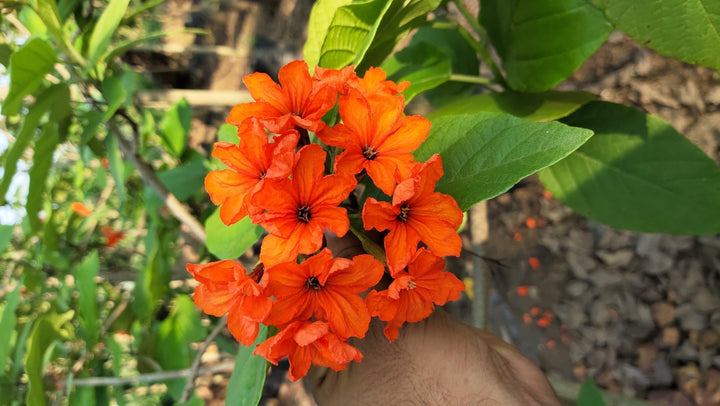 Orange Cordia Sebestena Flower Seeds for Planting - 100