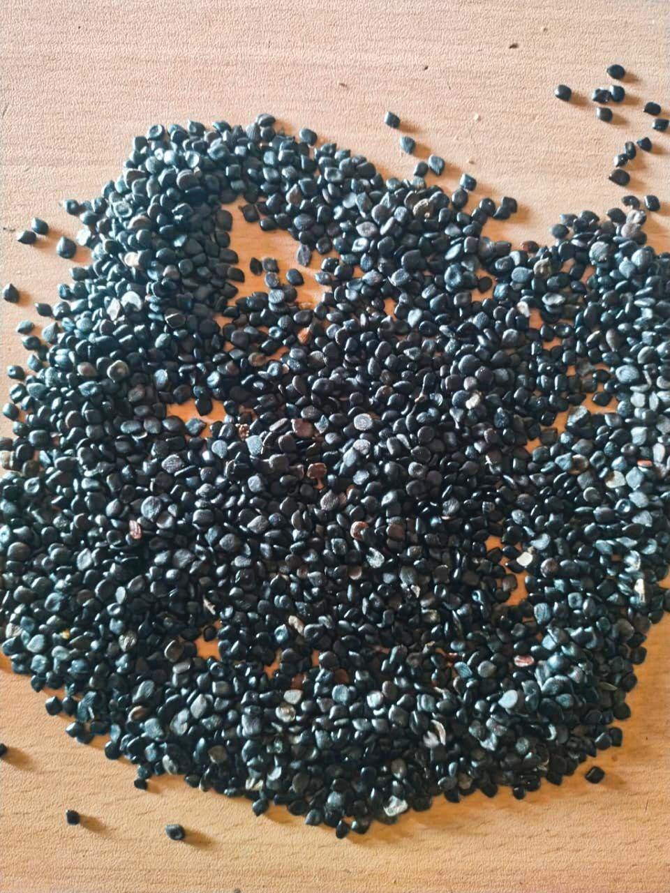 Cassia Absus Chasku Seeds – Medicinal Herb with Cultural Significance