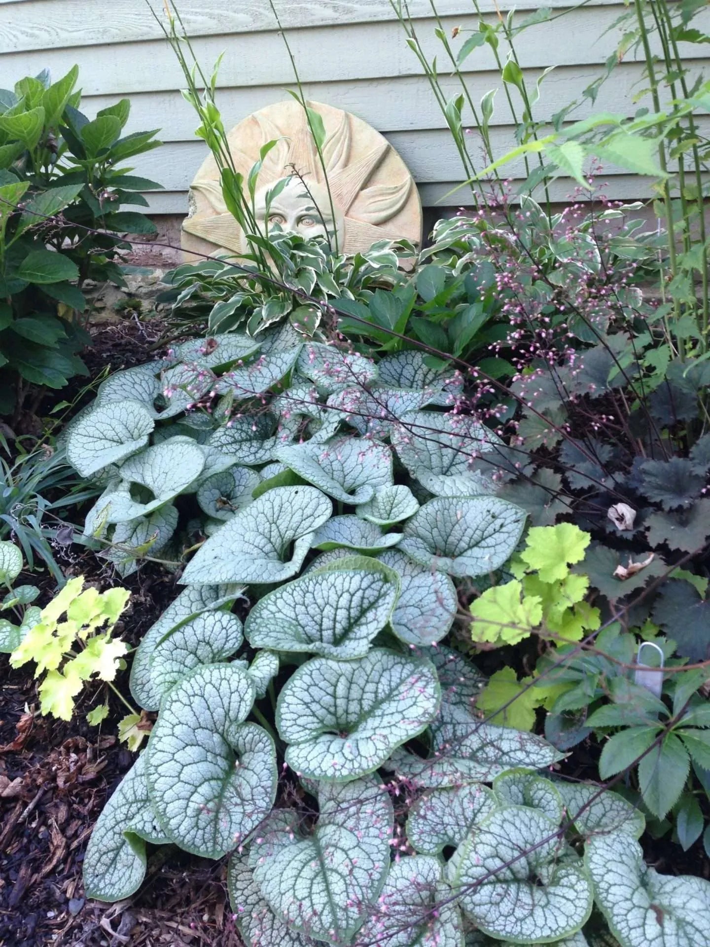 Brunnera Sea Heart