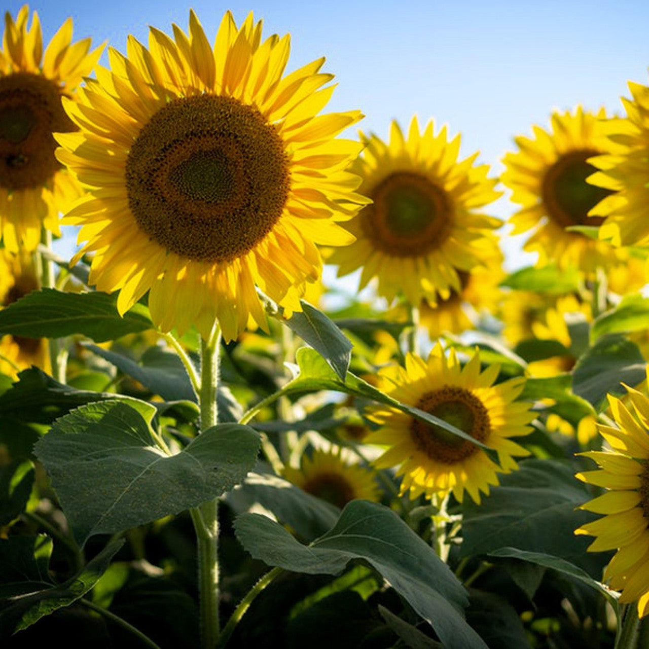 Heirloom Burst Sunflower Seeds – Non-GMO Vegetable Seeds for Planting
